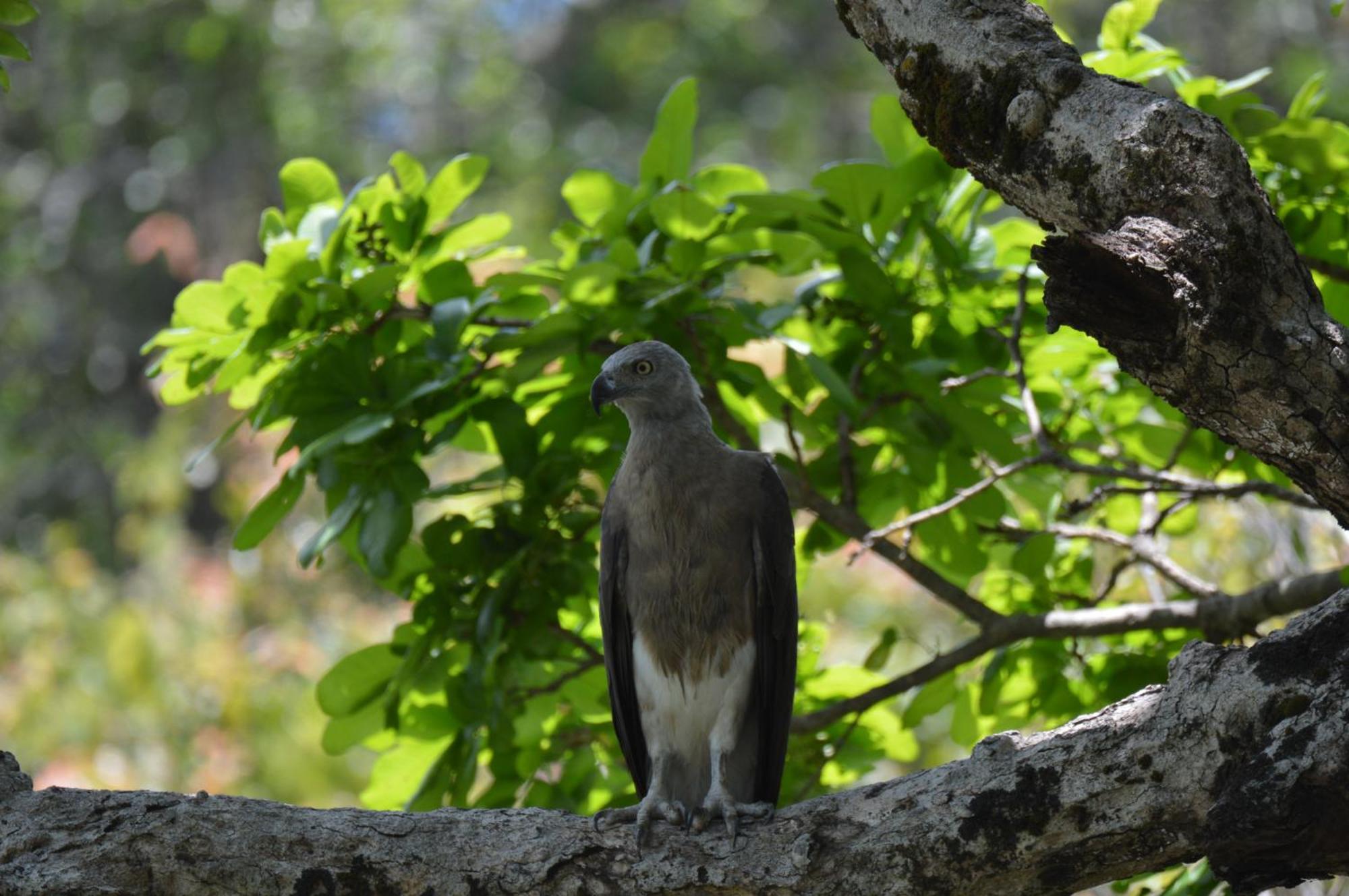 Priyanna Guest, Forest View โปลอนนารูวา ภายนอก รูปภาพ