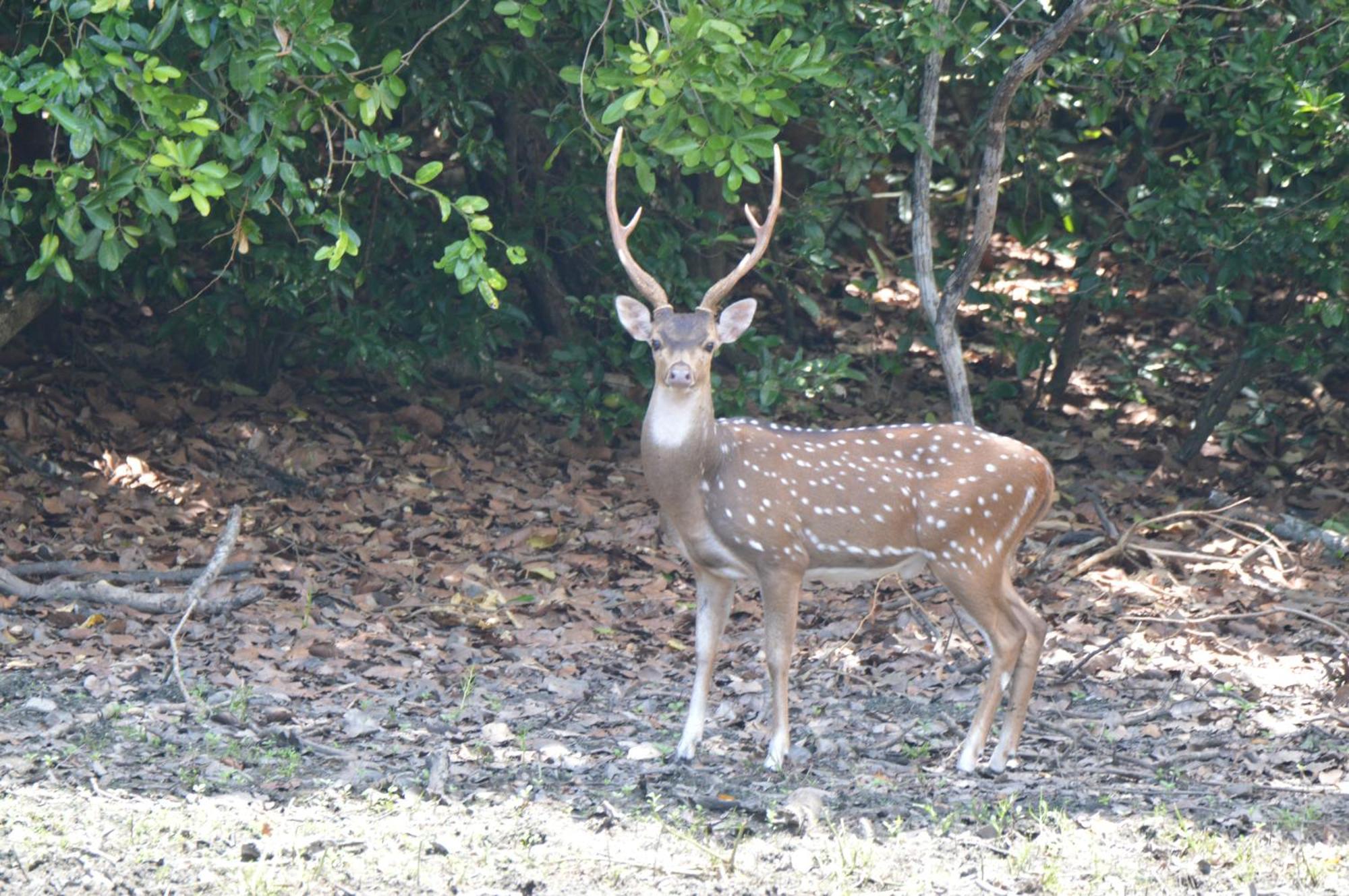 Priyanna Guest, Forest View โปลอนนารูวา ภายนอก รูปภาพ